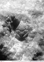 Historisches Foto von Cracensigillatus gracilirostrus (Robins et al., 2013) (NHMW-AFW-GEO-BACHMAYER-FOTO-1990-0041-2793)